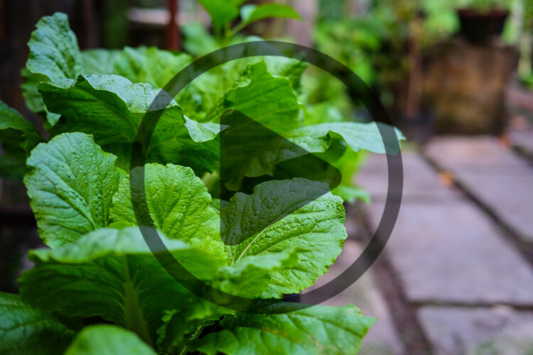 What Are Brassicas and How Do You Cultivate and Cook Them?